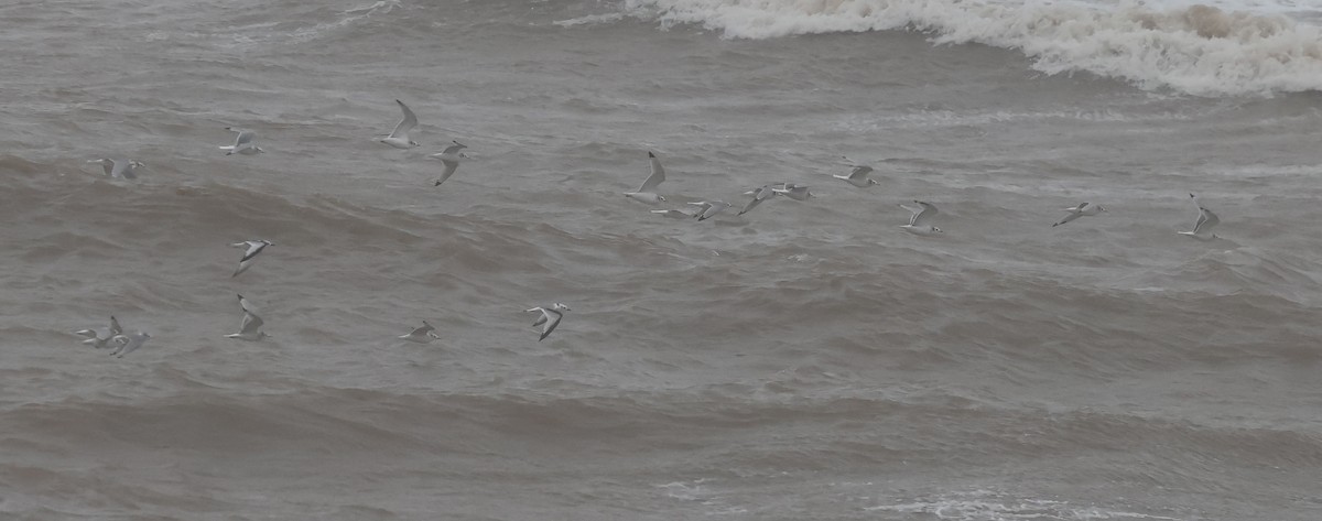 Kara Ayaklı Martı - ML645267013