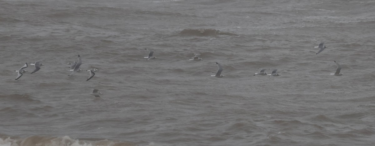 Kara Ayaklı Martı - ML645267014