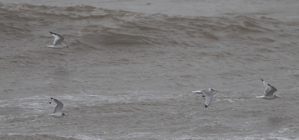 Kara Ayaklı Martı - ML645267016