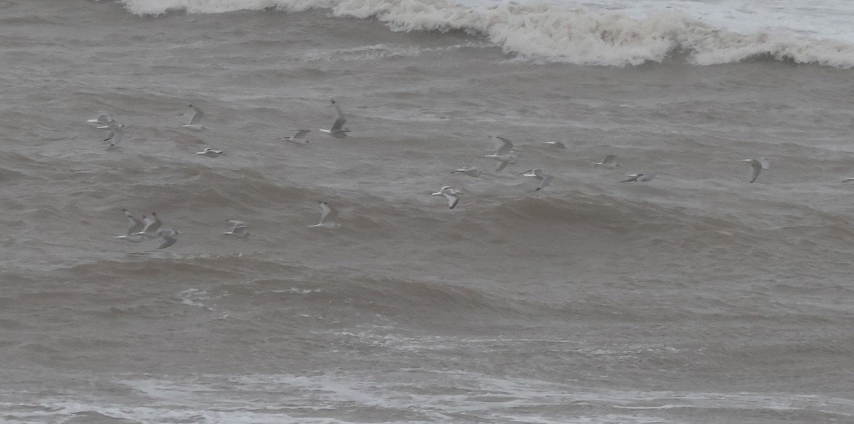 Kara Ayaklı Martı - ML645267017