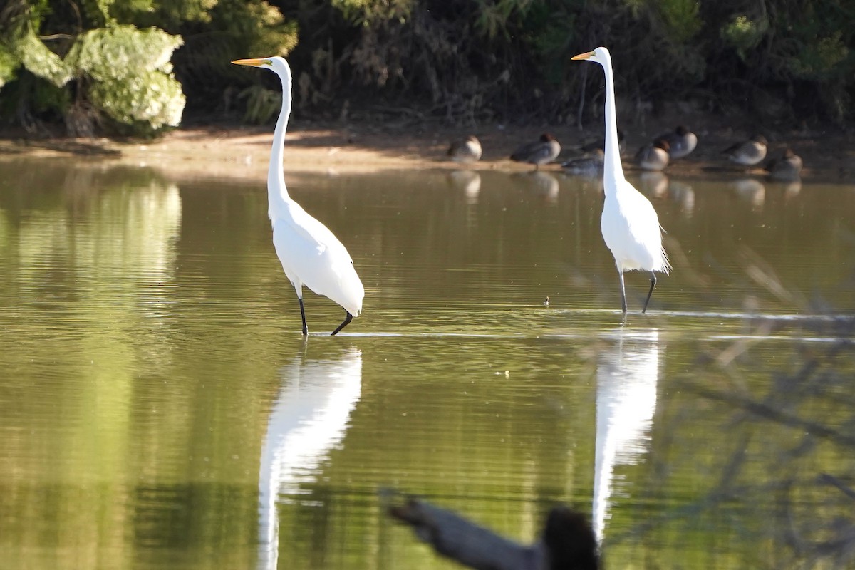 Great Egret - ML645267018