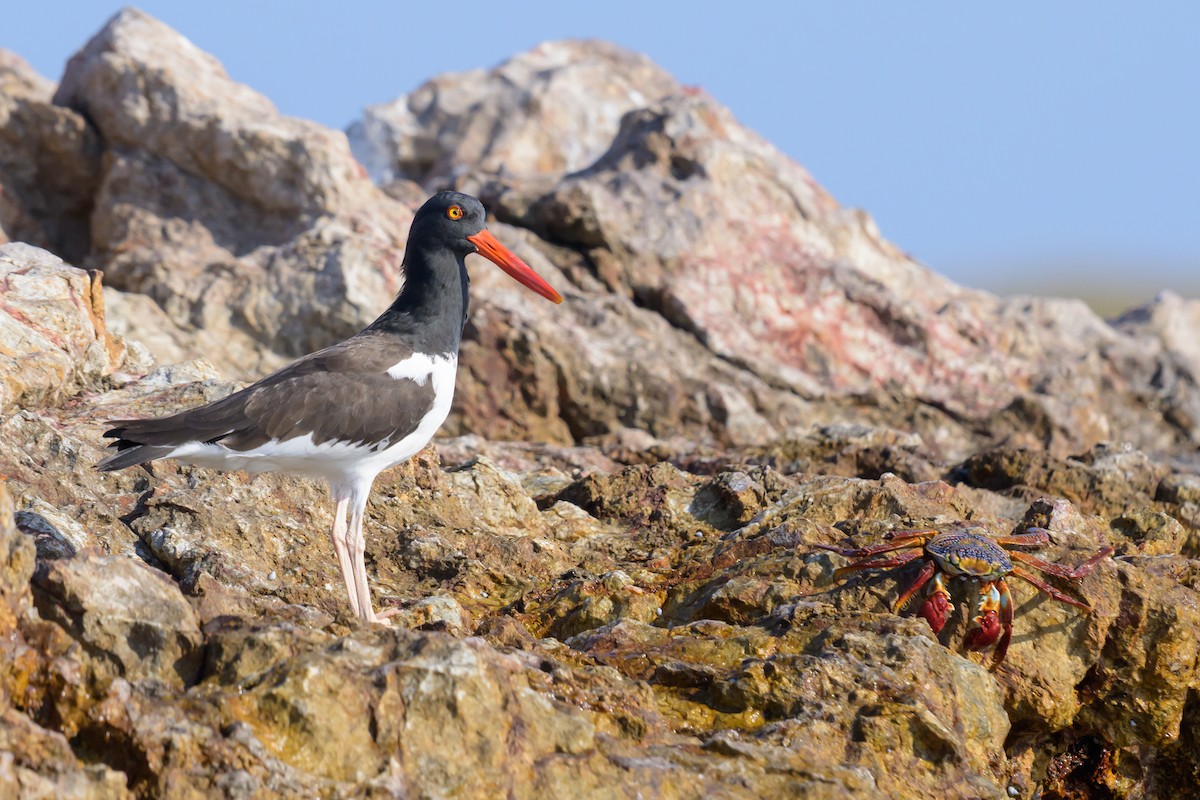 American Oystercatcher - ML645267023