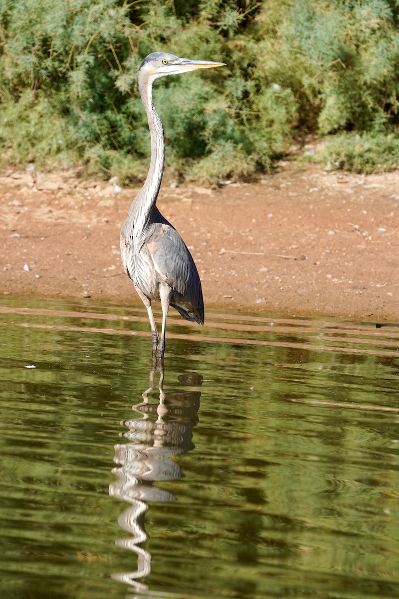 Great Blue Heron - ML645267024