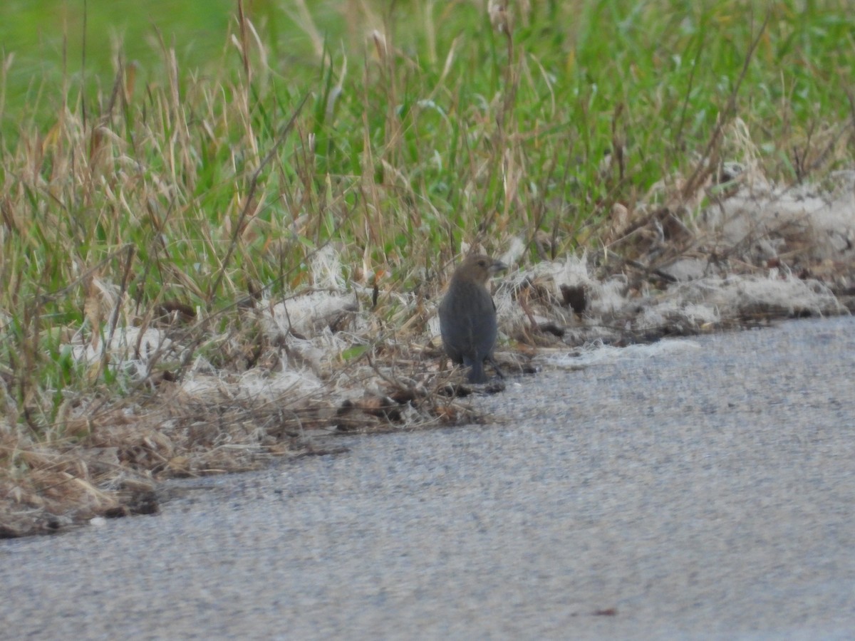 Brown-headed Cowbird - ML645267031