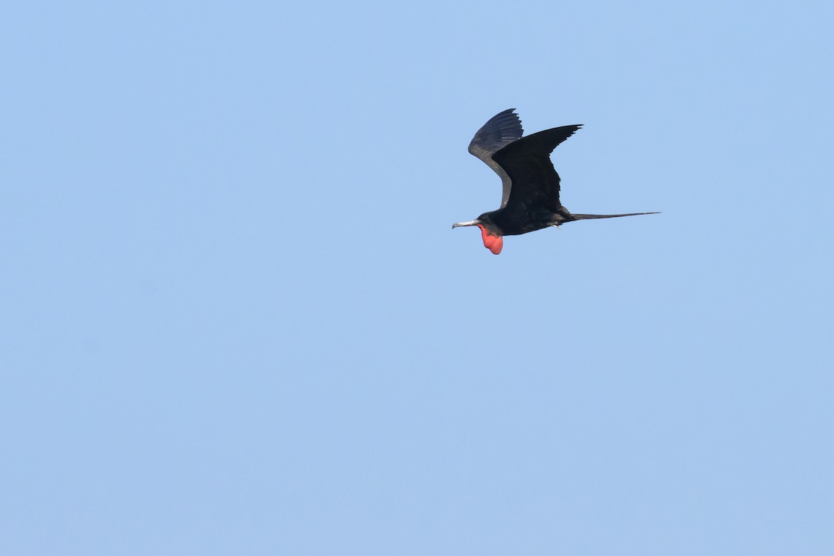 Magnificent Frigatebird - ML645267033