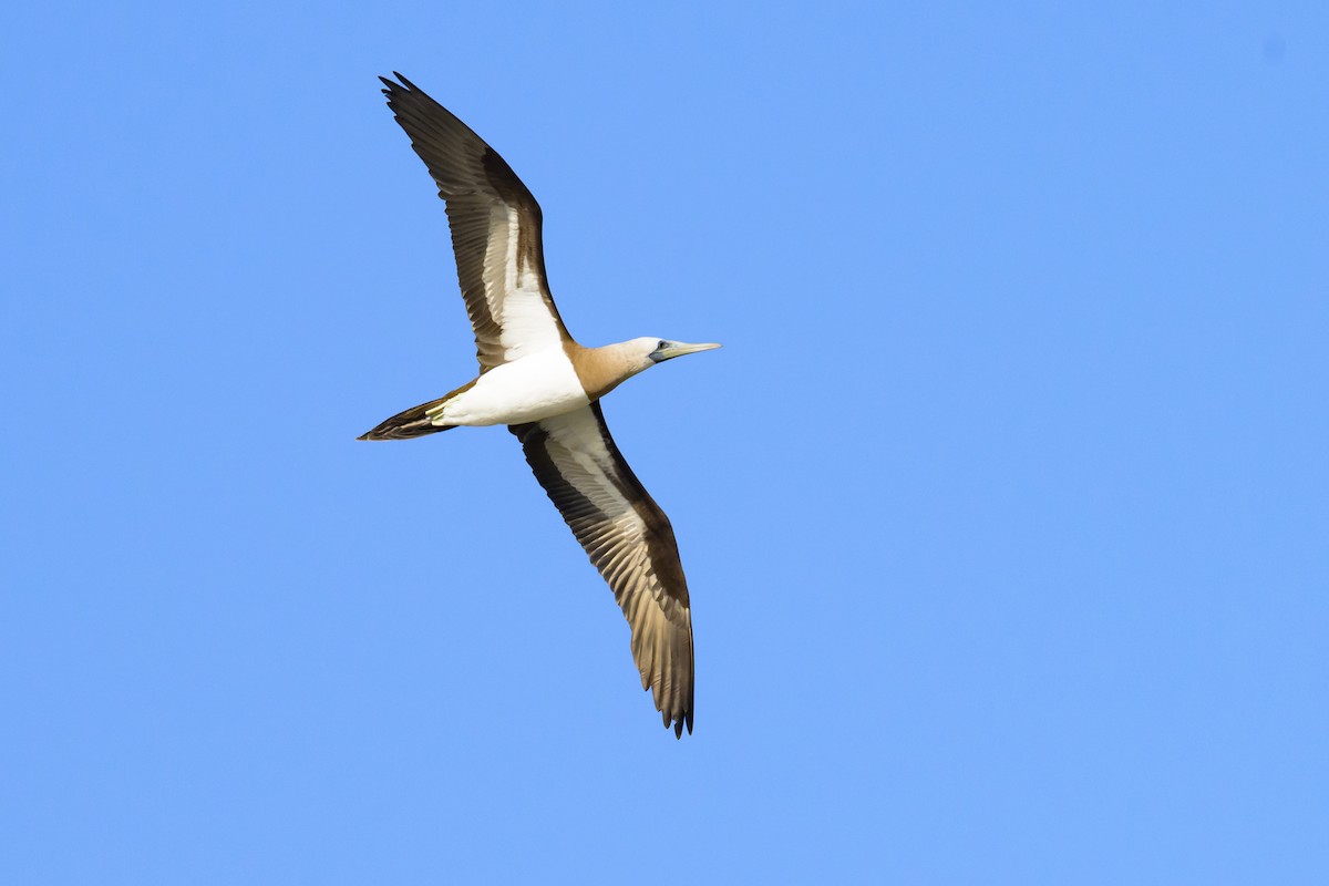 Cocos Booby - ML645267034