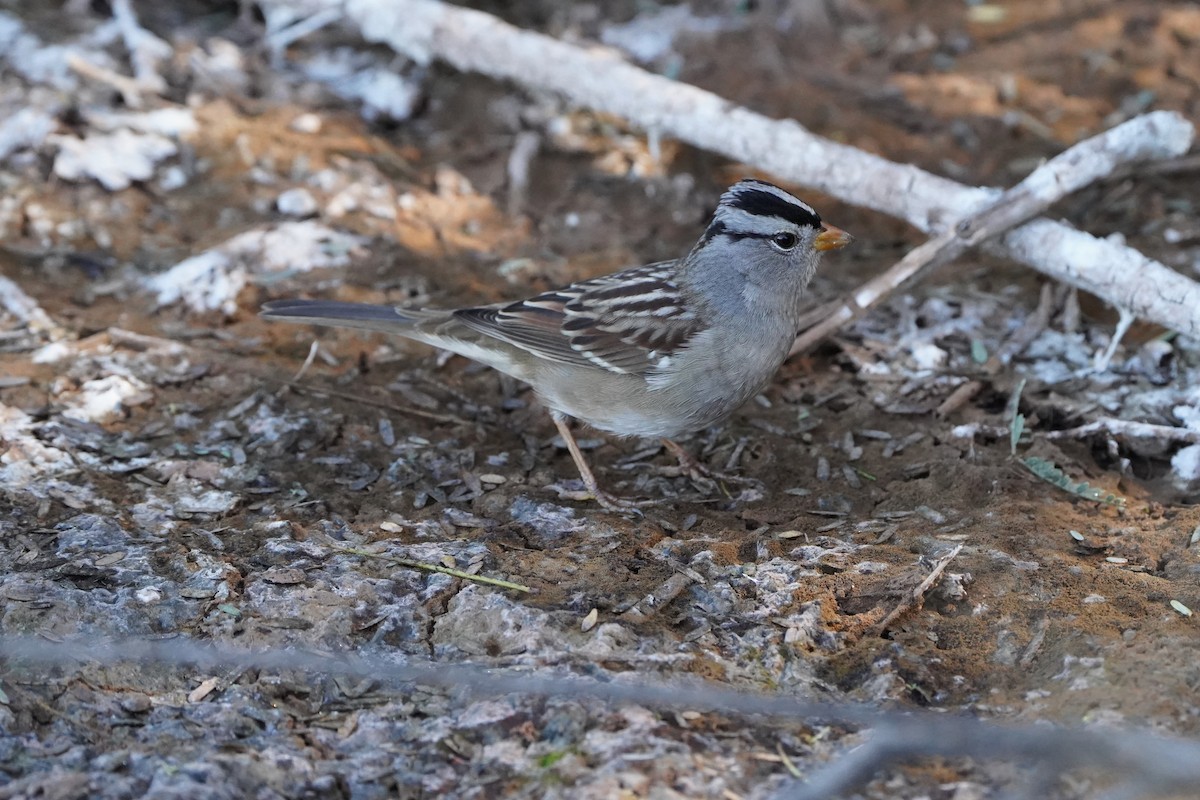 White-crowned Sparrow - ML645267040