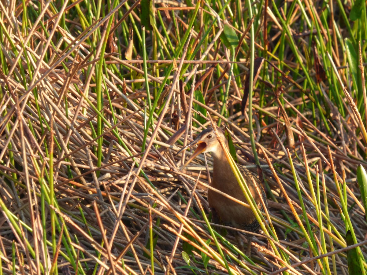 King Rail - ML645267043