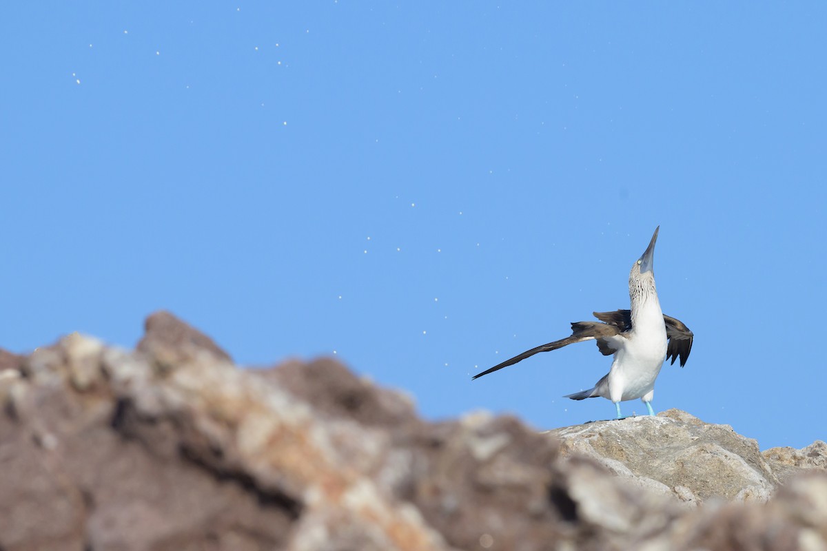 Blue-footed Booby - ML645267047