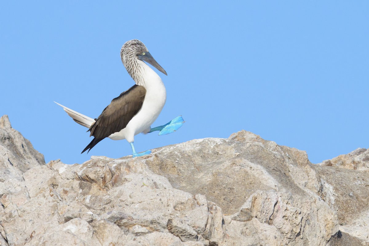 Blue-footed Booby - ML645267048