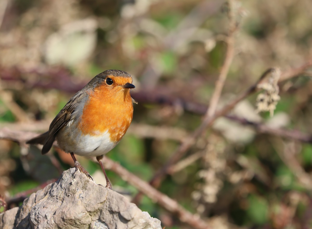 European Robin - ML645267051