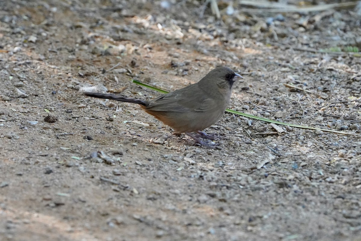 Abert's Towhee - ML645267053