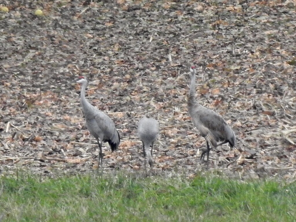 Sandhill Crane - ML645267056