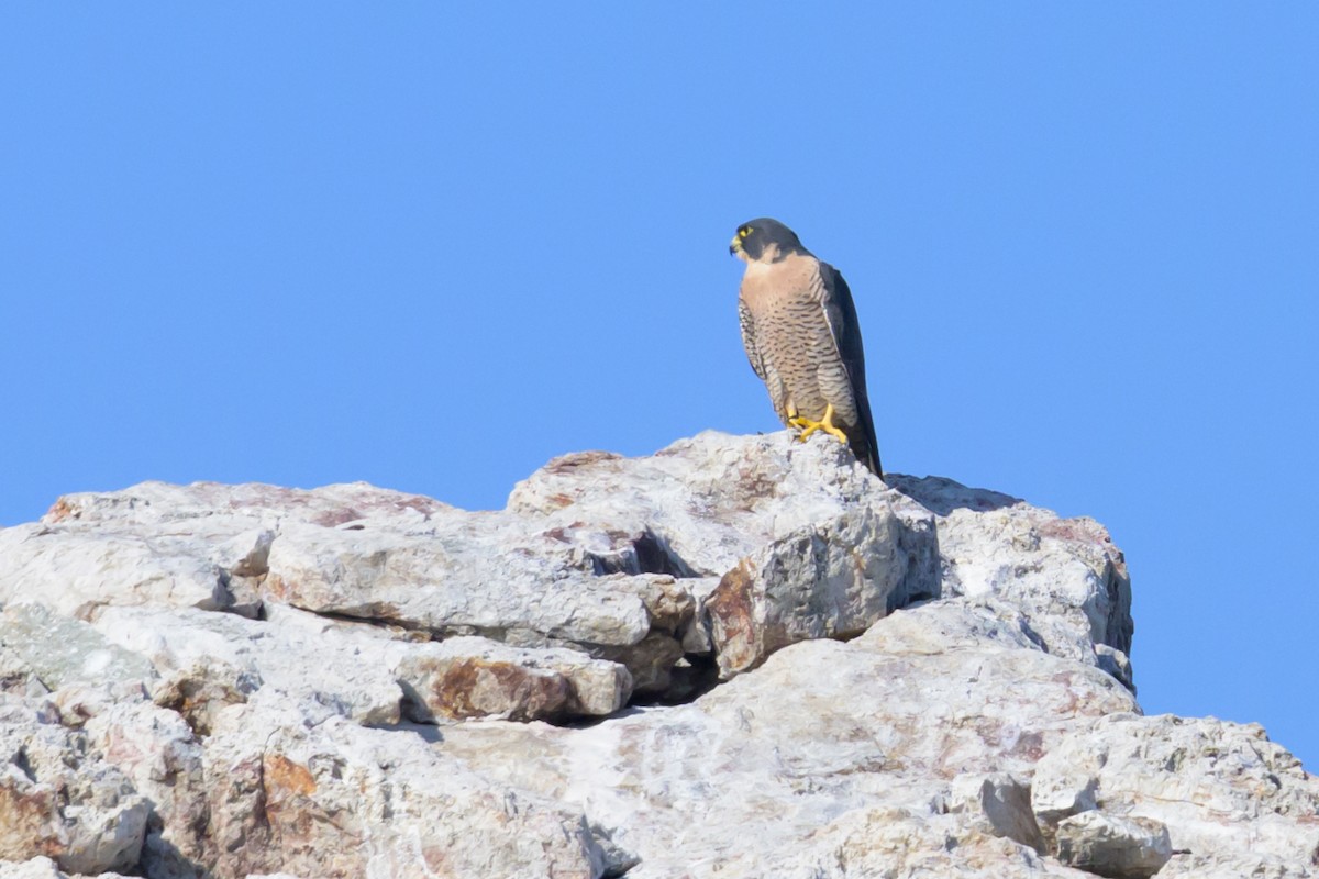 Peregrine Falcon - ML645267058