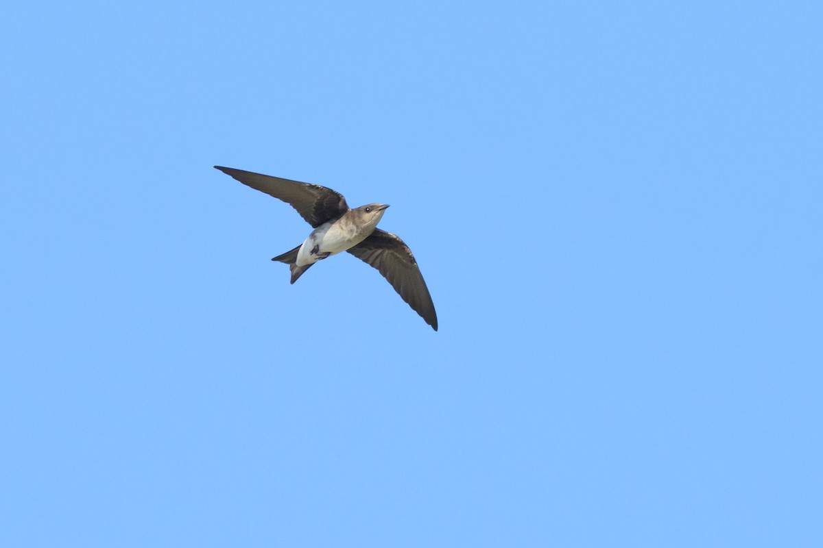 Gray-breasted Martin - ML645267062
