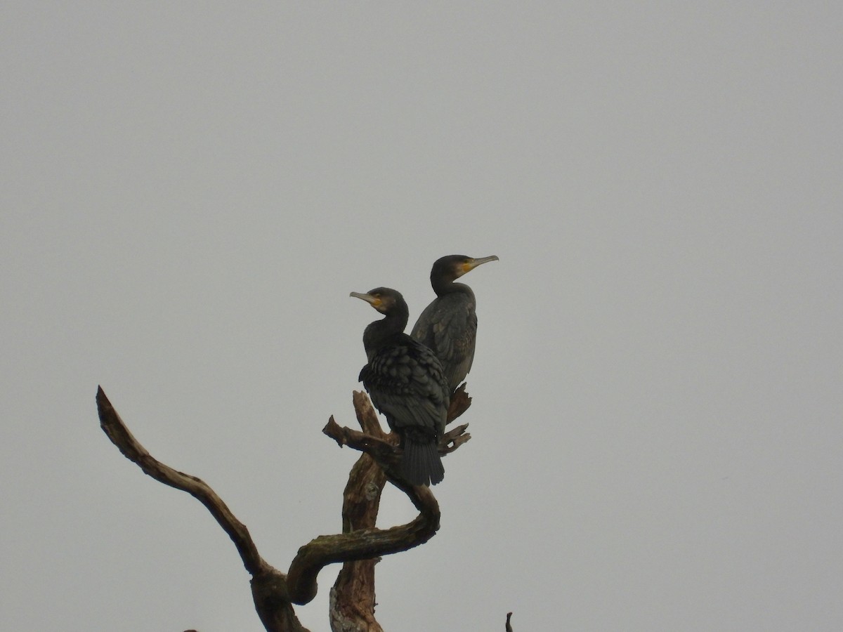 kormorán velký - ML645267064