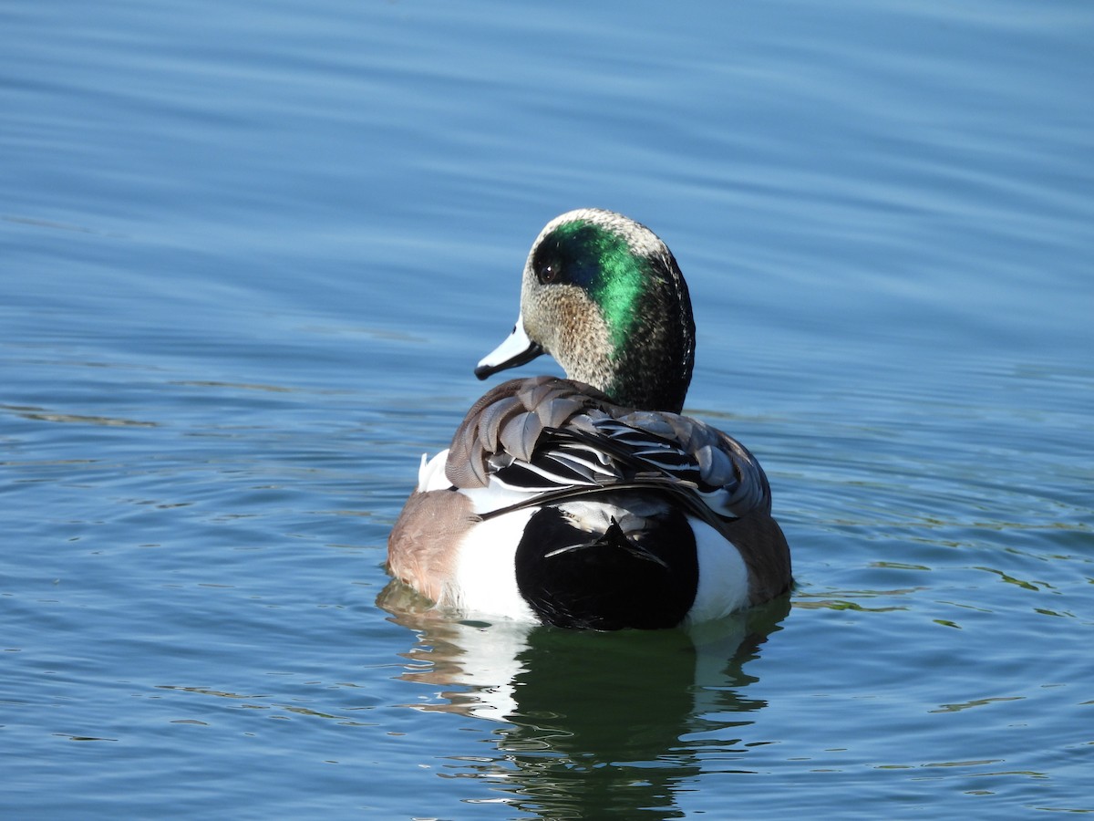 American Wigeon - ML645267070