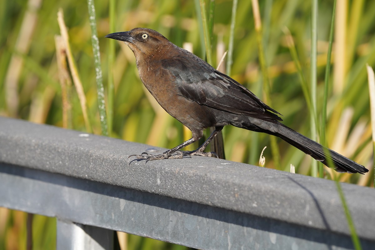 Great-tailed Grackle - ML645267080