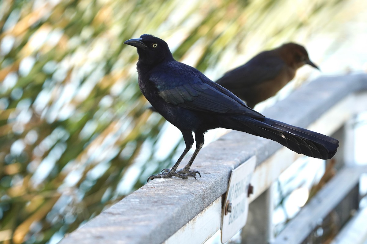 Great-tailed Grackle - ML645267081