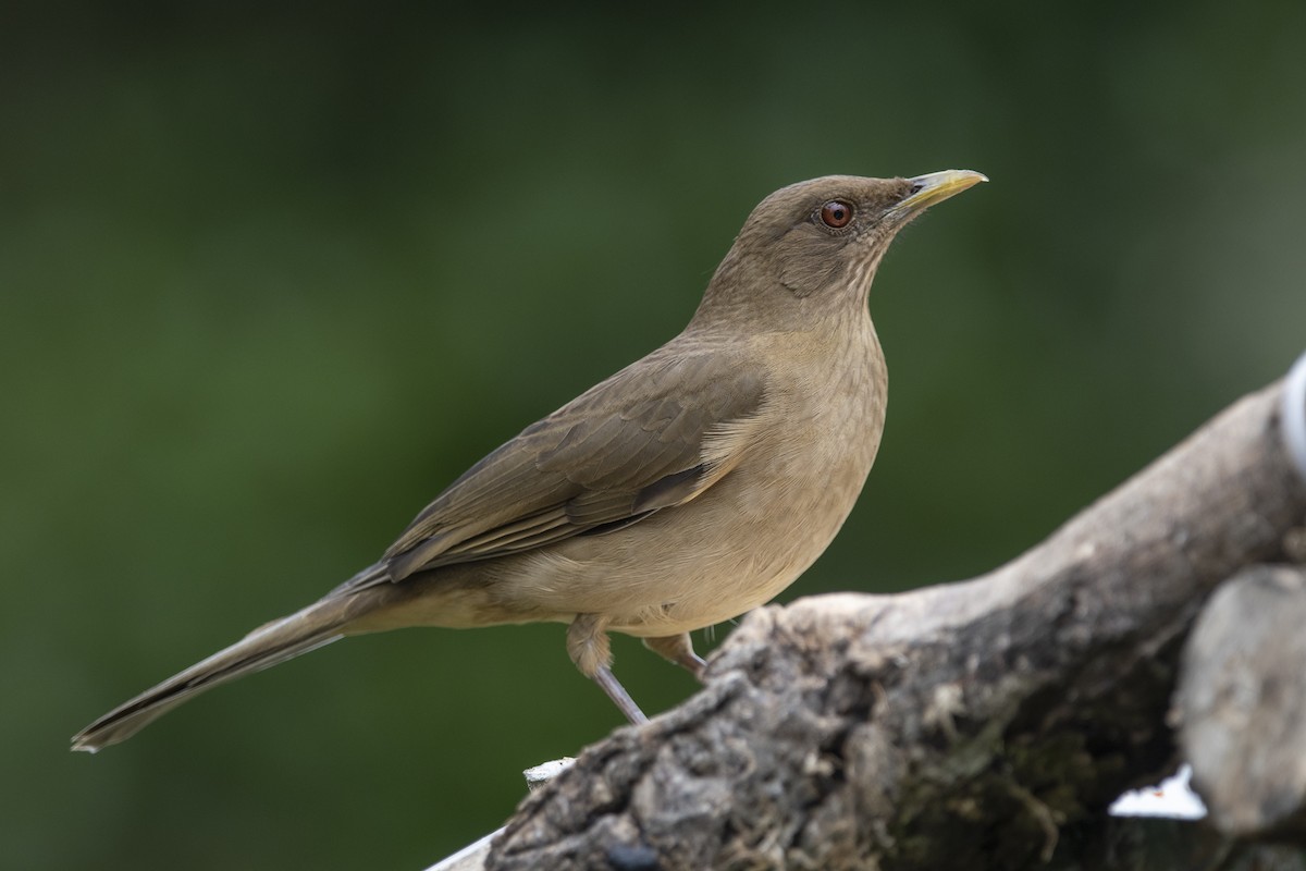 Merle fauve - ML645267084