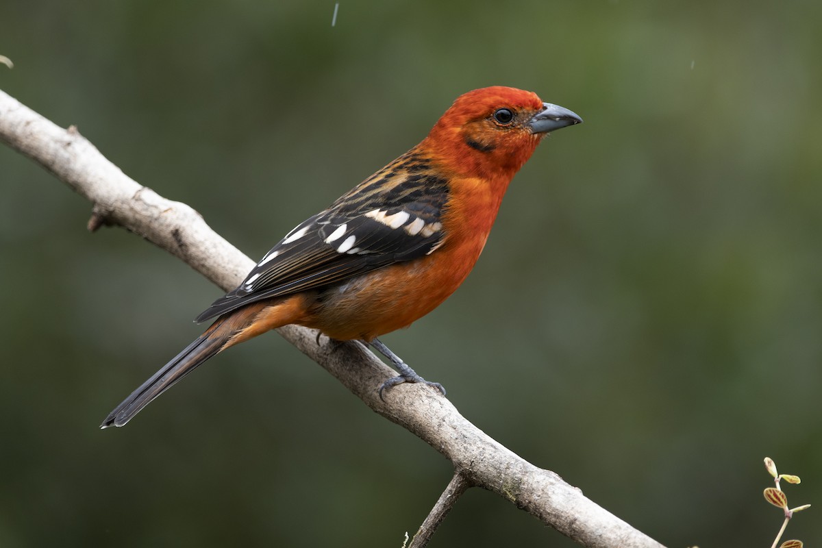 Flame-colored Tanager - ML645267097