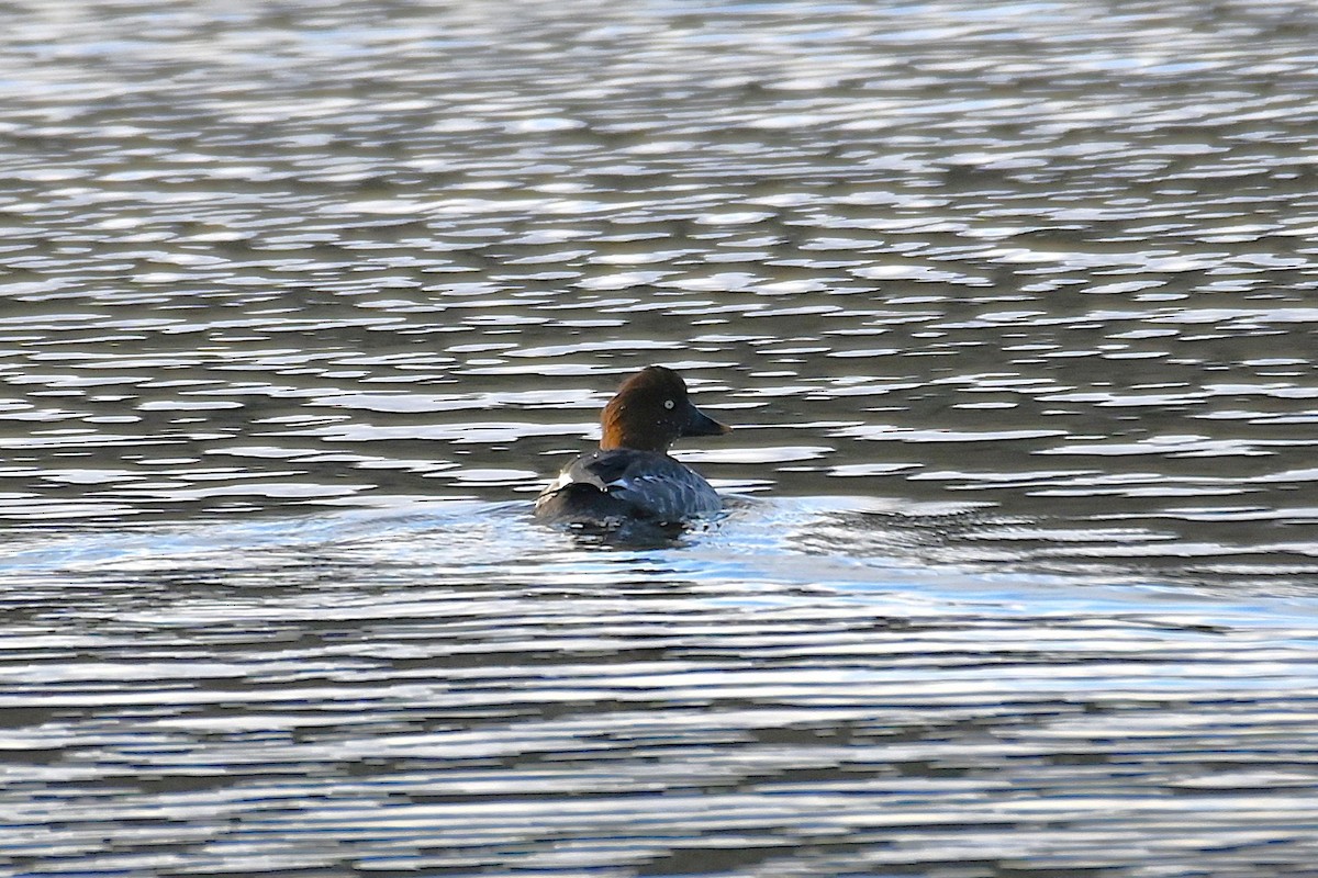 Common Goldeneye - ML645267114