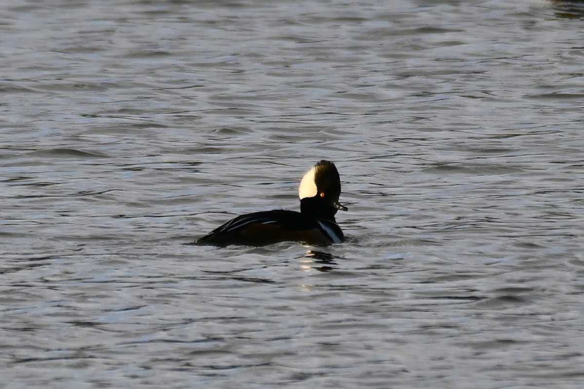 Hooded Merganser - ML645267121