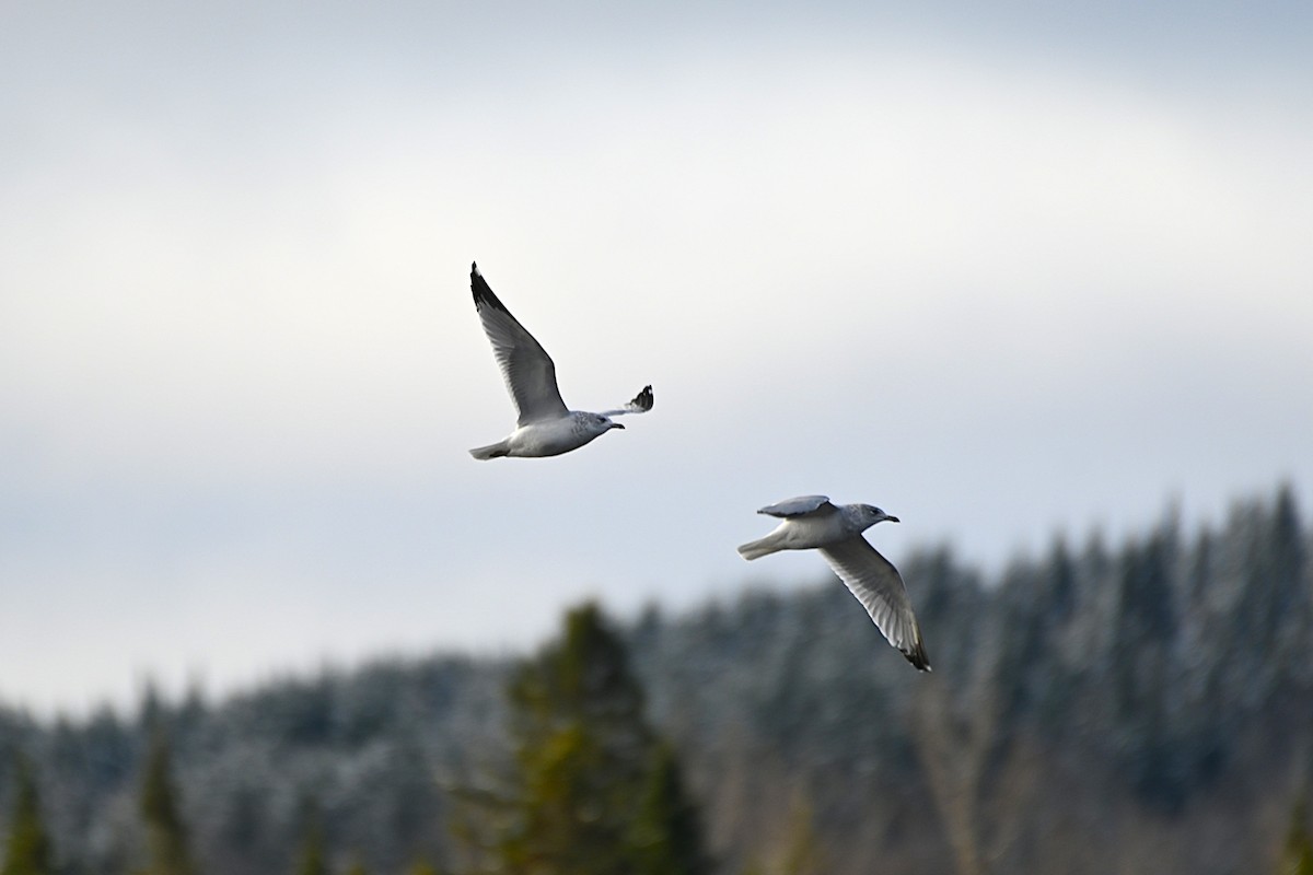 Ring-billed Gull - ML645267131
