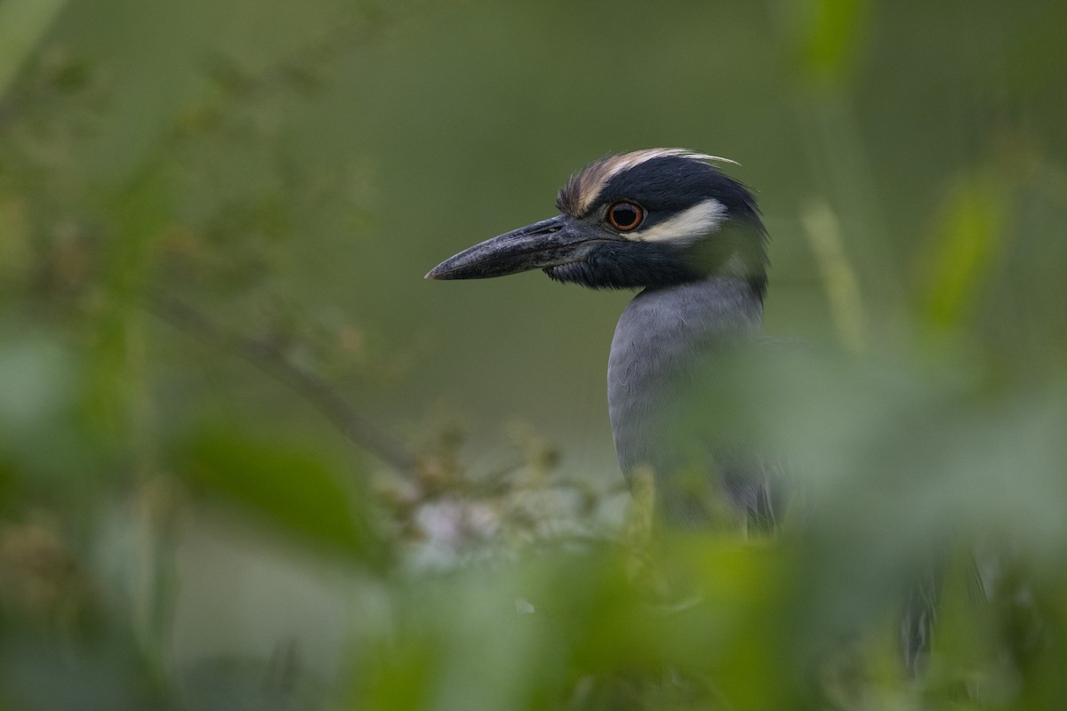 אנפת לילה צהובת-כיפה - ML645267139