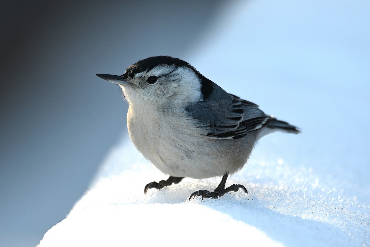 White-breasted Nuthatch - ML645267140