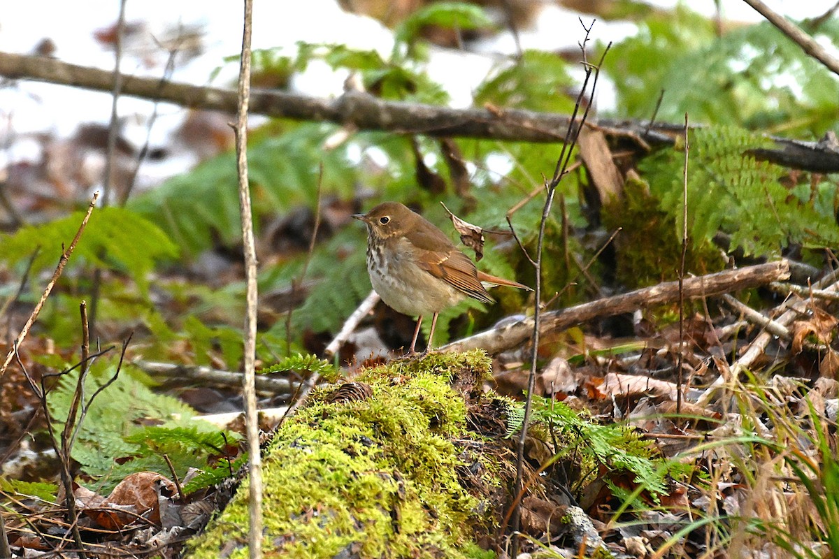 Hermit Thrush - ML645267151