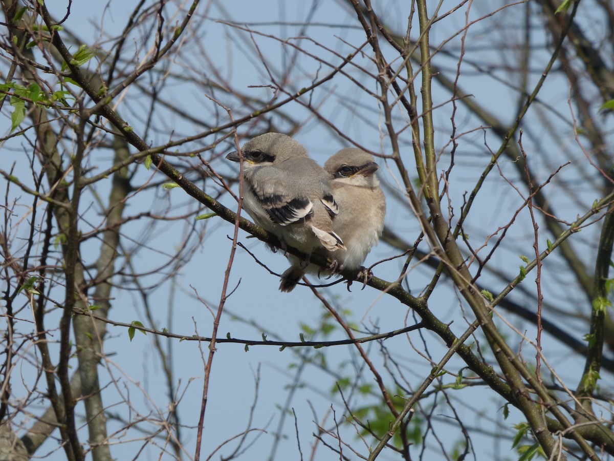 Loggerhead Shrike - ML645267155