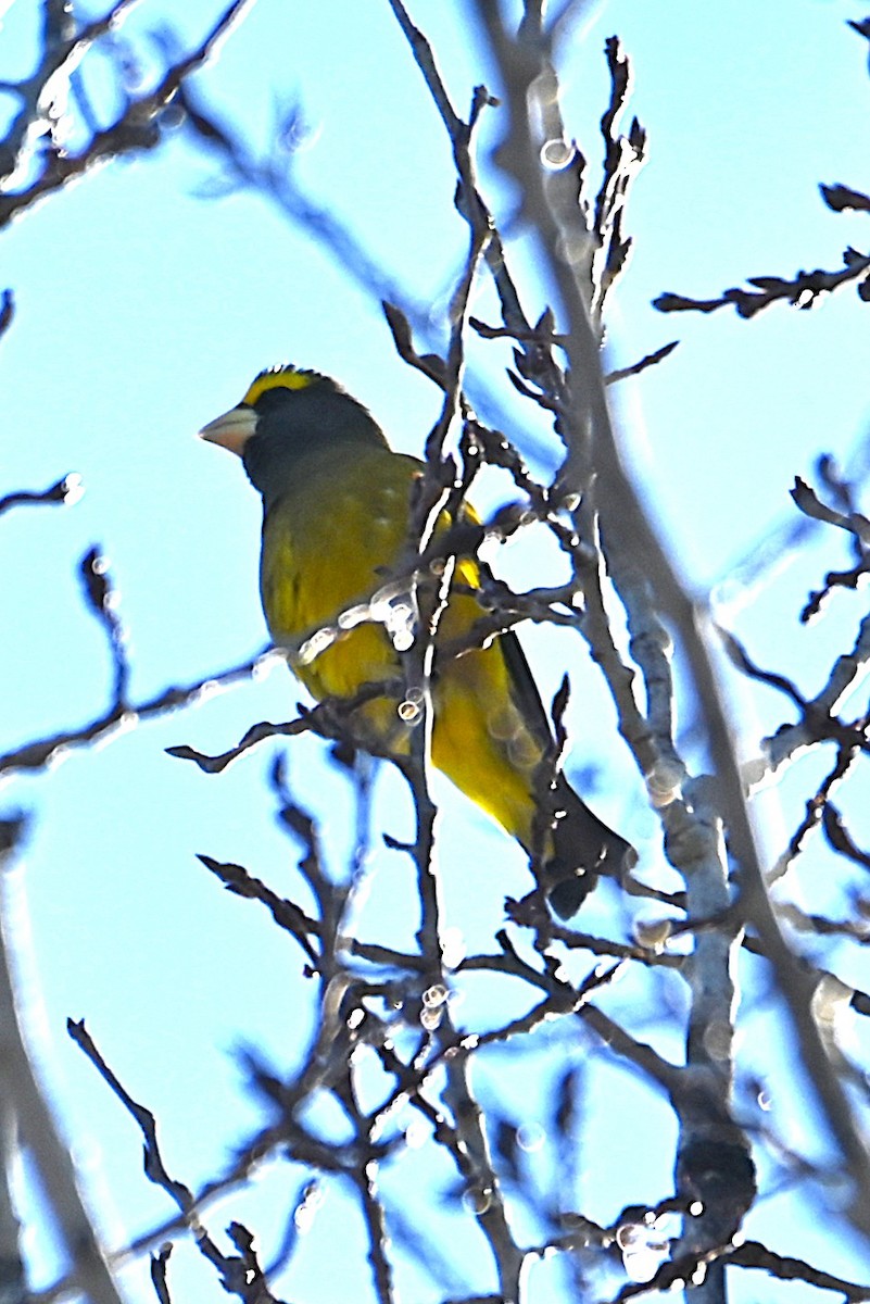 Evening Grosbeak - ML645267156