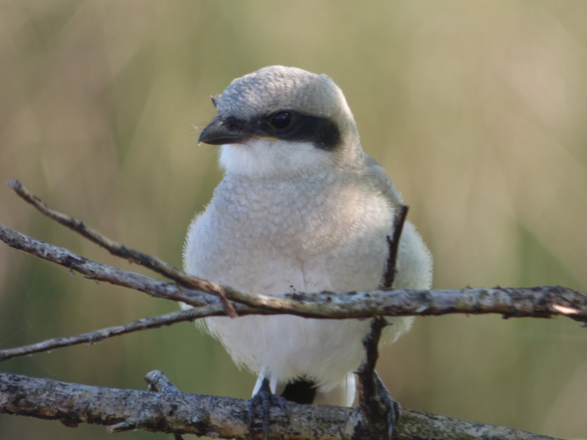 Loggerhead Shrike - ML645267161