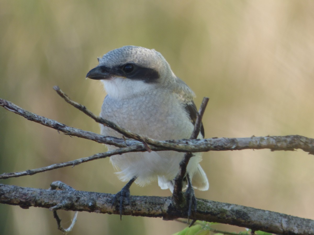 Loggerhead Shrike - ML645267169