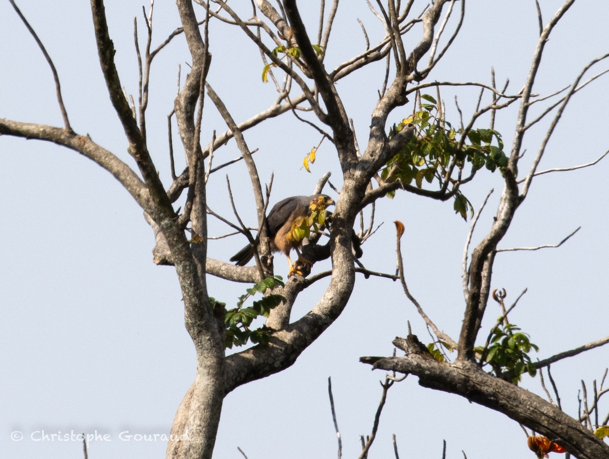 protevshauk - ML645267174