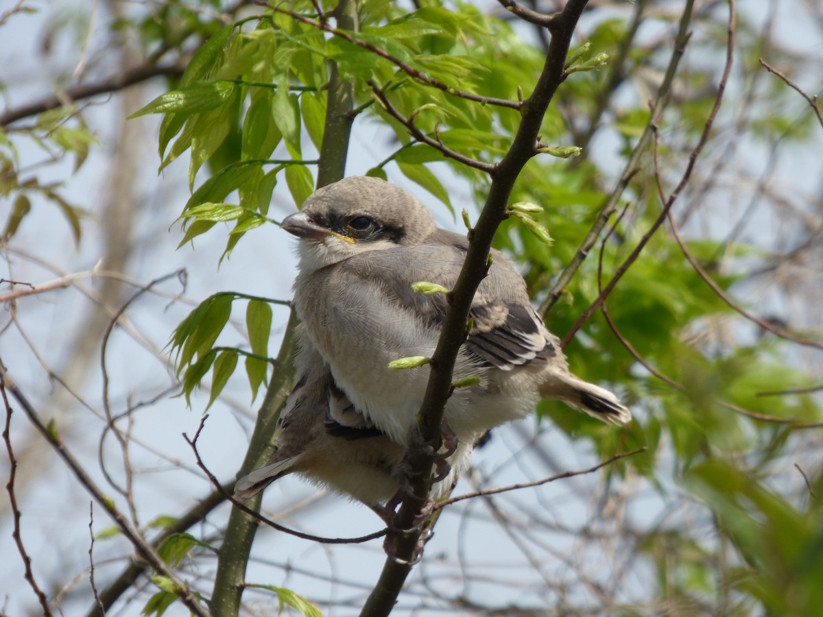 Loggerhead Shrike - ML645267175
