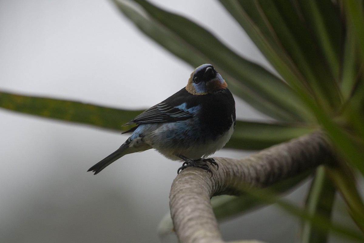 Golden-hooded Tanager - ML645267177