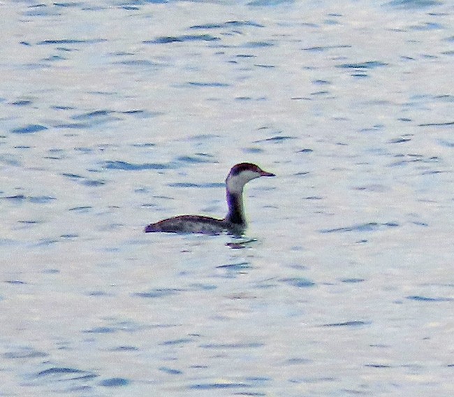 Horned Grebe - ML645267183