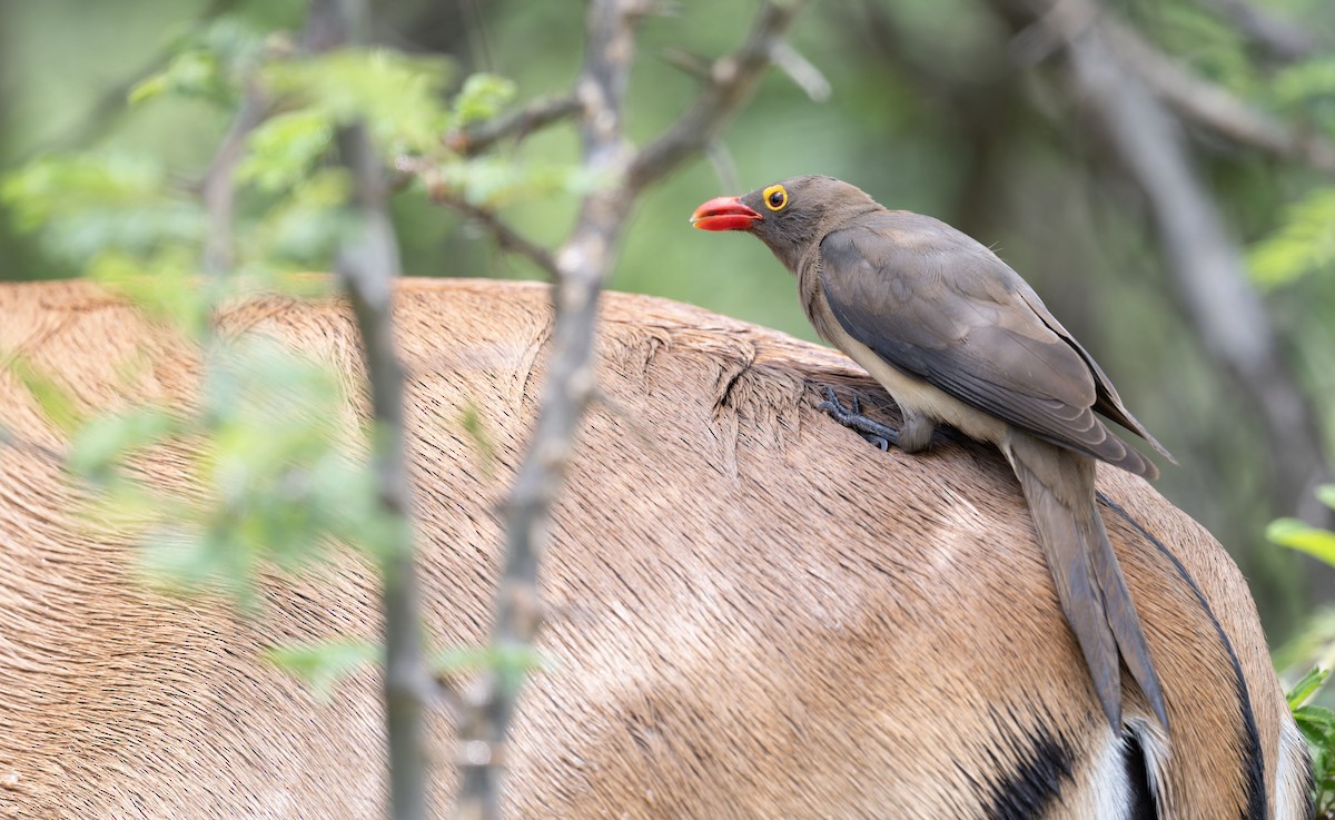 Red-billed Oxpecker - ML645267189
