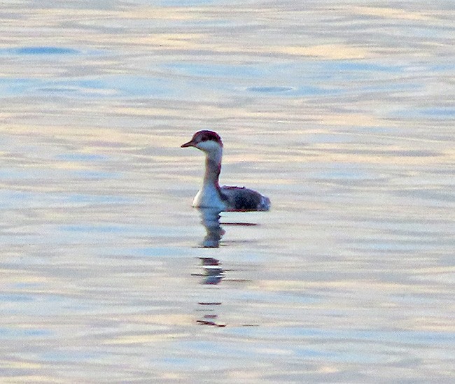 Horned Grebe - ML645267191