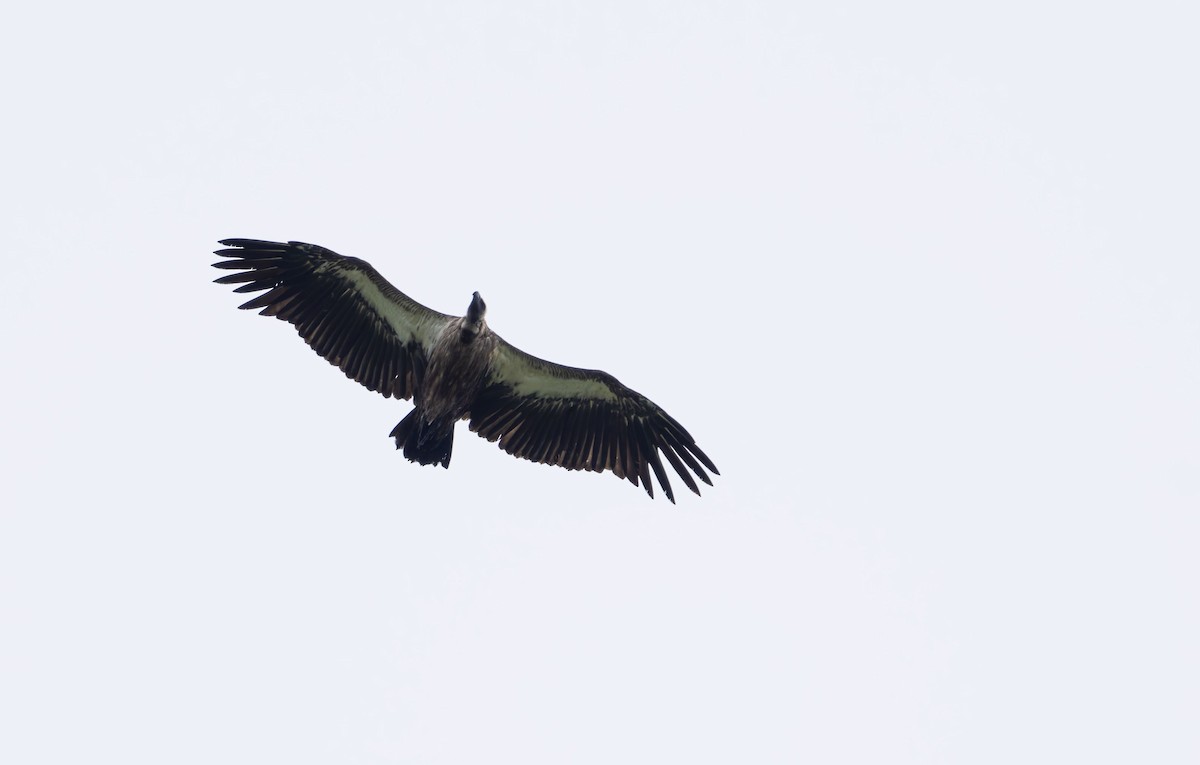 White-backed Vulture - ML645267200