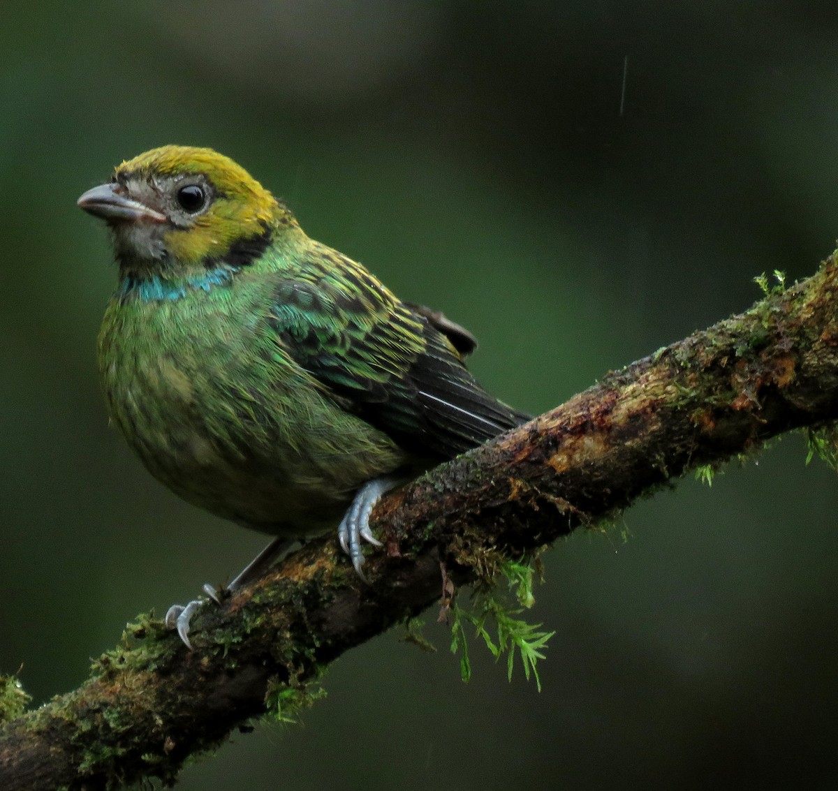 Saffron-crowned Tanager - ML645267208