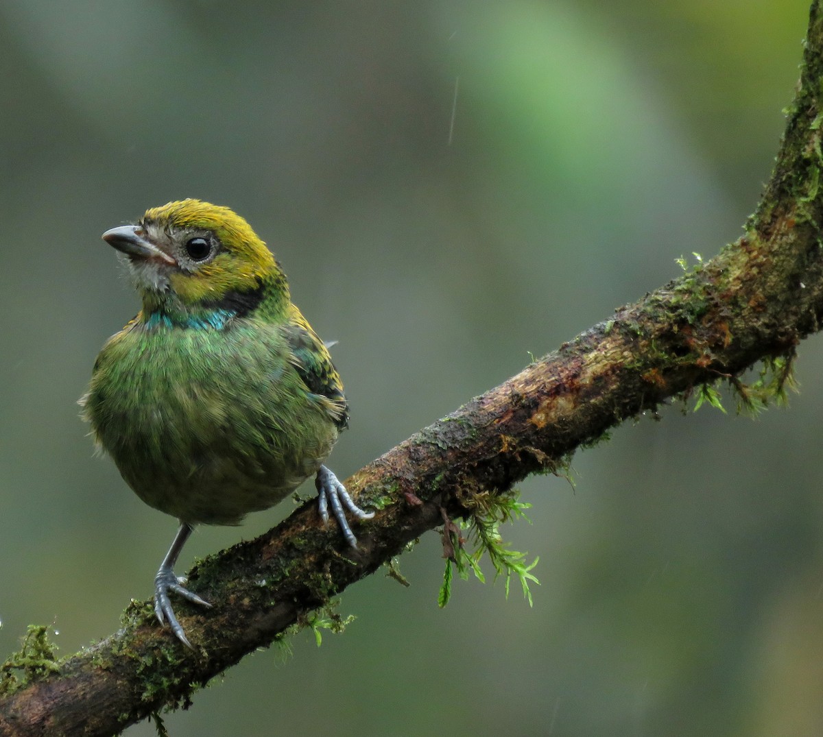 Saffron-crowned Tanager - ML645267209