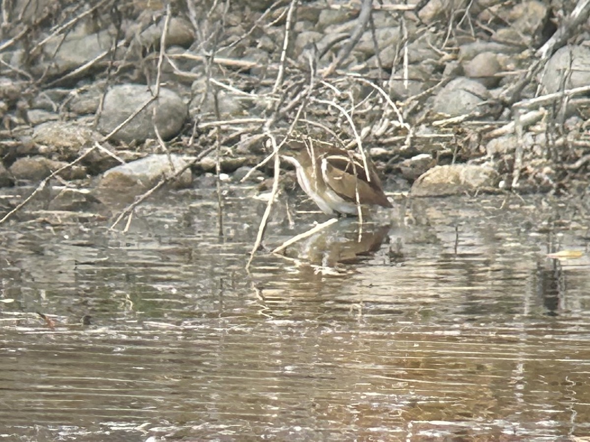 Least Bittern - ML645267210