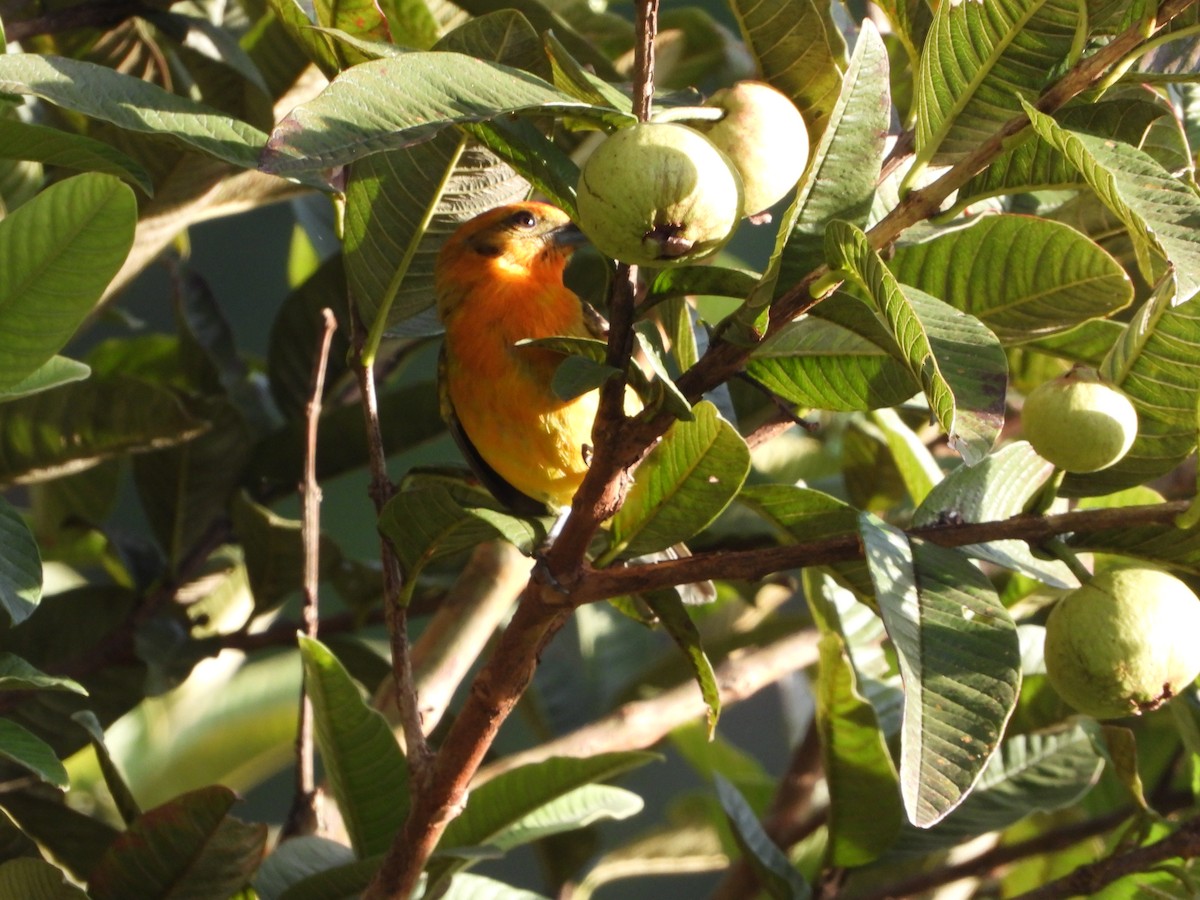 Flame-colored Tanager - ML645267213