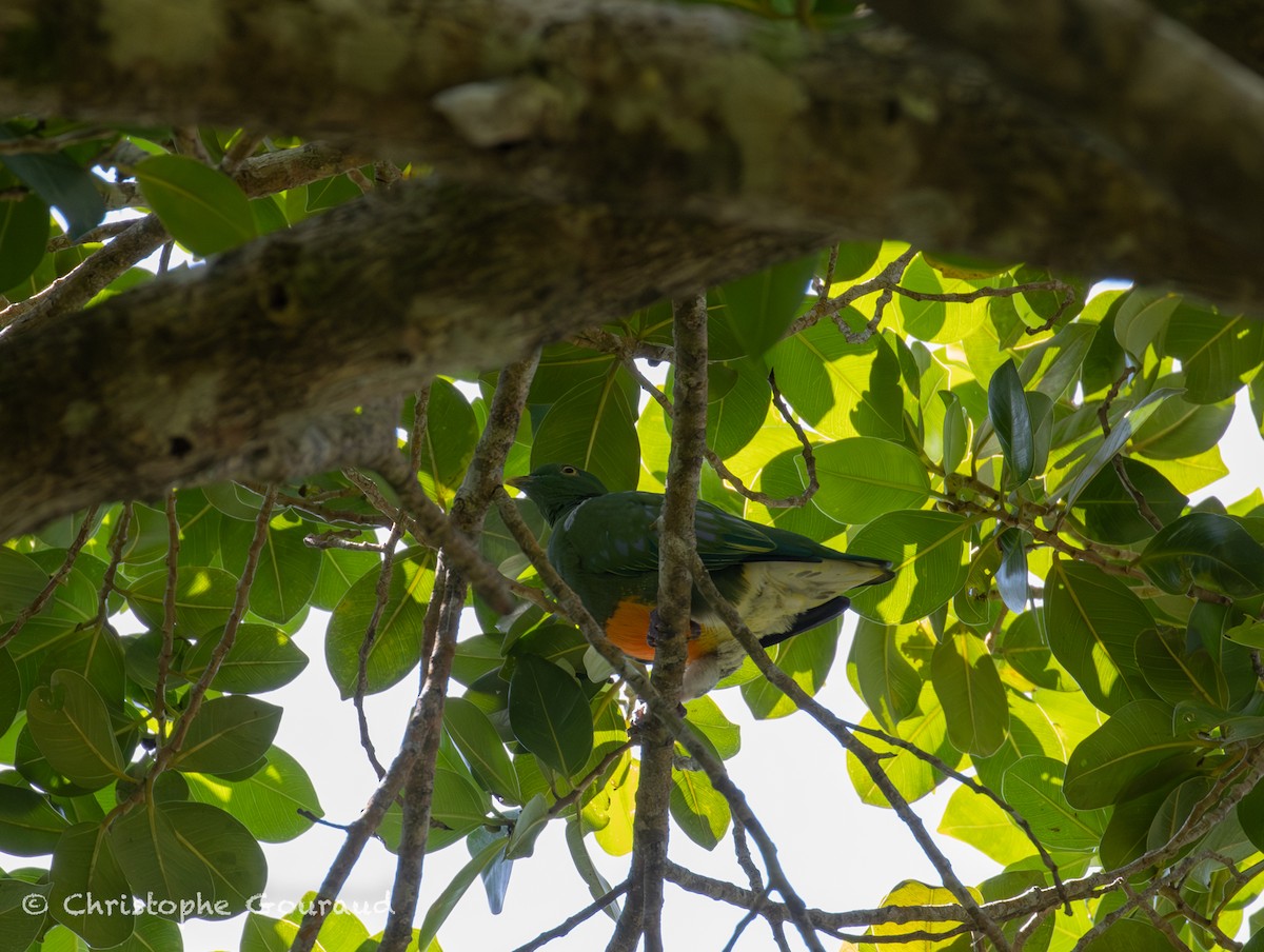 Orange-bellied Fruit-Dove - ML645267214
