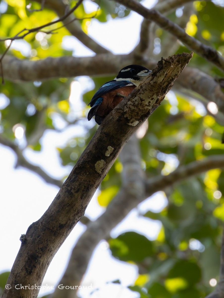 Rufous-bellied Kookaburra - ML645267228