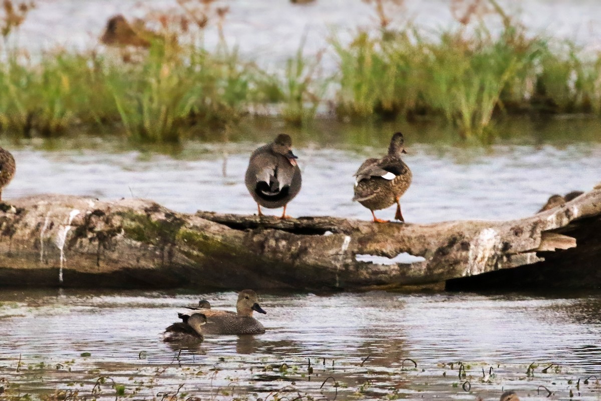 Least Grebe - ML645267232