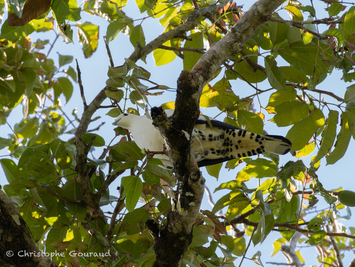 Carpophage argenté - ML645267233